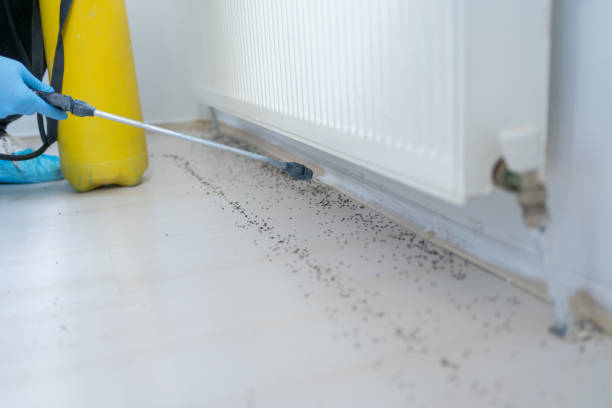 Best Affordable Pest Control Services  in Higginsville, MO