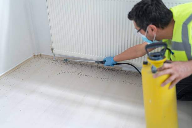Best Flea Control Services  in Higginsville, MO
