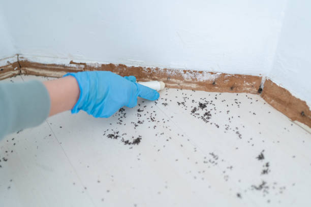 Best Best Pest Control Companies  in Higginsville, MO